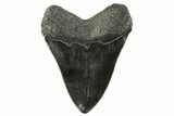 Serrated, Fossil Megalodon Tooth - South Carolina #344561-2